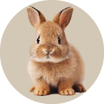 Cute Animals