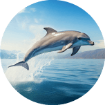 Real Dolphin 1