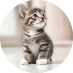 Real Kitten 1
