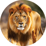 Real Lion 1