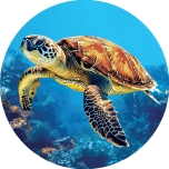 Real Turtle 1