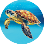 Sealife
