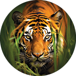 Wildlife