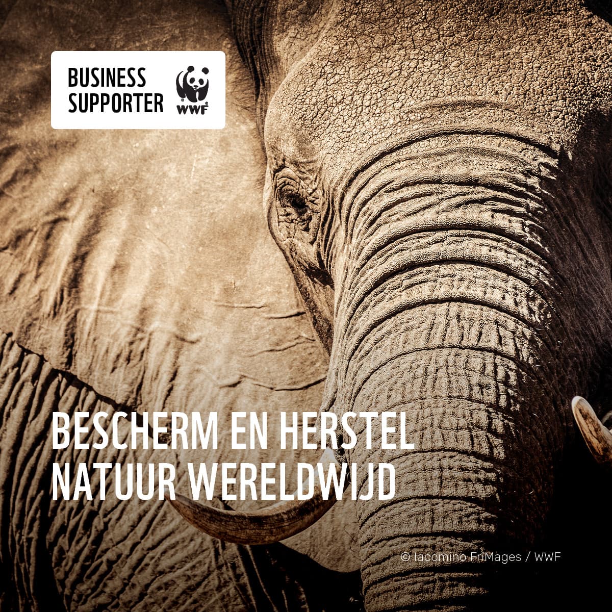 WWF_Business_Supporter_algemeen_social_1_bac5c4c85b