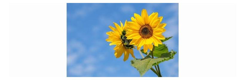 Sunflowers in Summer
