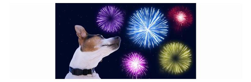 Keep your pets safe and happy during fireworks 